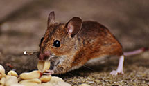 24 Hour & Emergency Exterminators in Comanche, OK